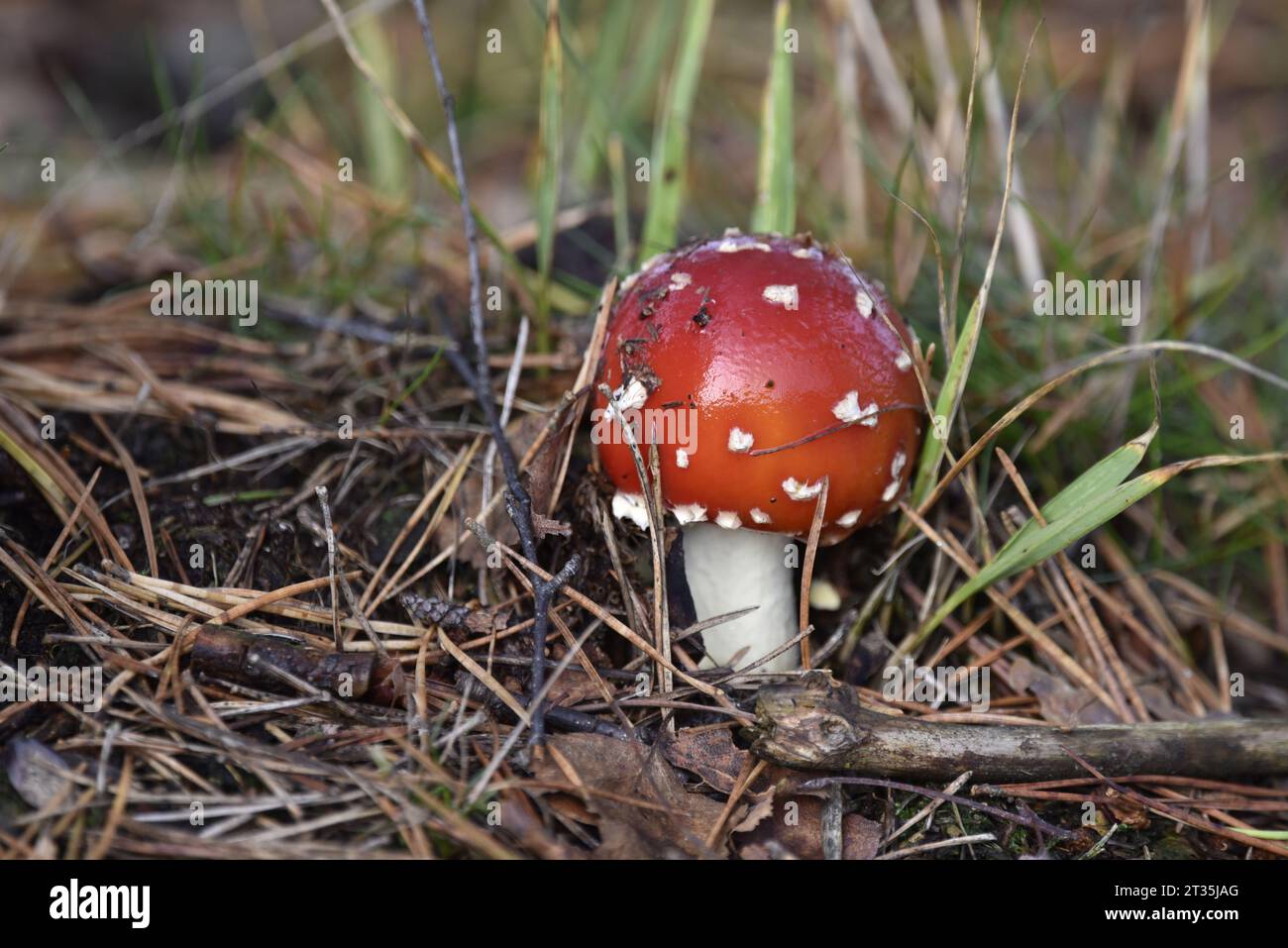 Image rapprochée d'un champignon agarique mouche (Amanita muscaria), au milieu à droite de l'image, poussant sur le sol forestier dans le Staffordshire, Royaume-Uni en octobre Banque D'Images