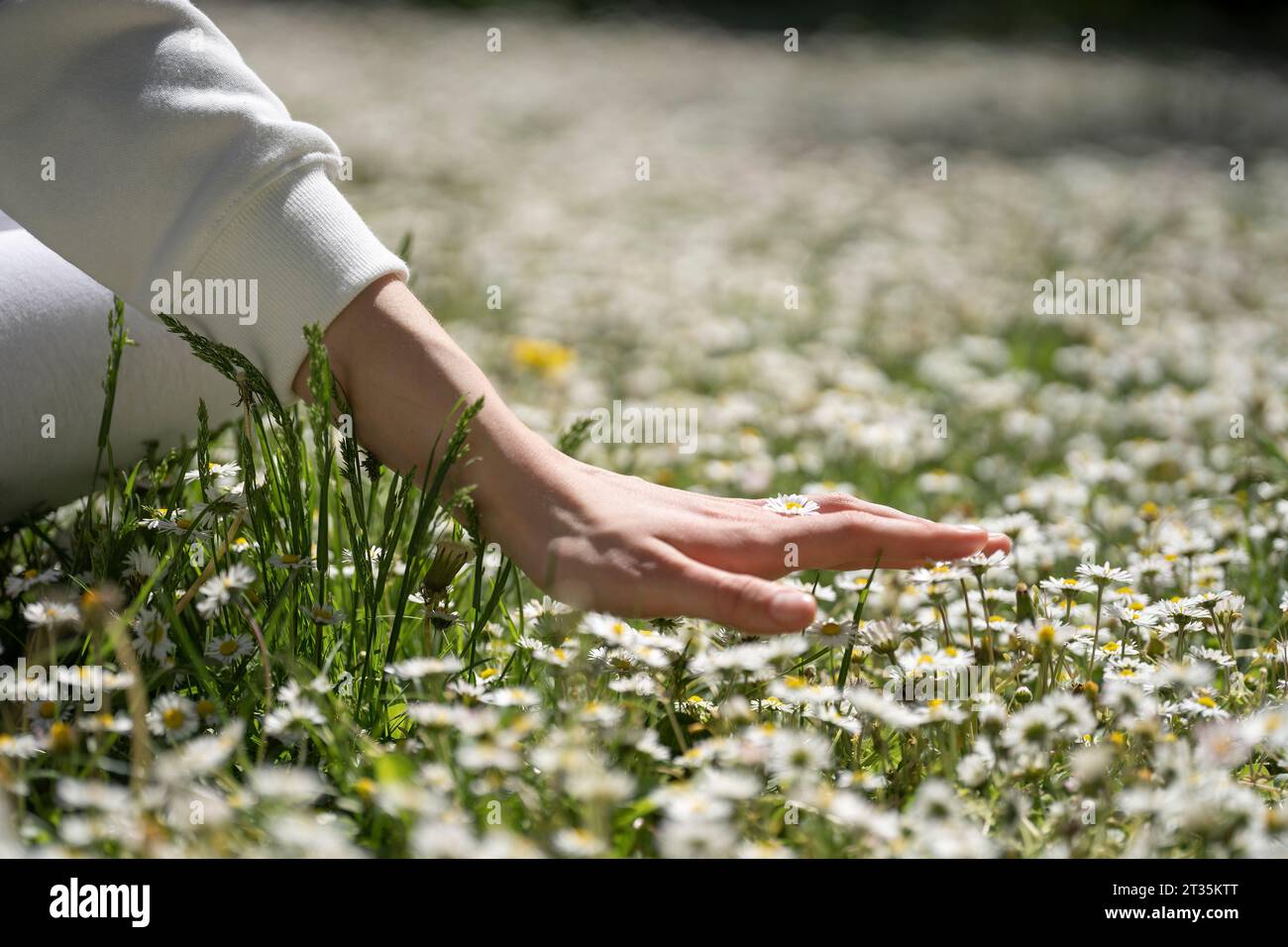 Gros plan d'une adolescente touchant le parterre de fleurs de Marguerite sur le terrain Banque D'Images
