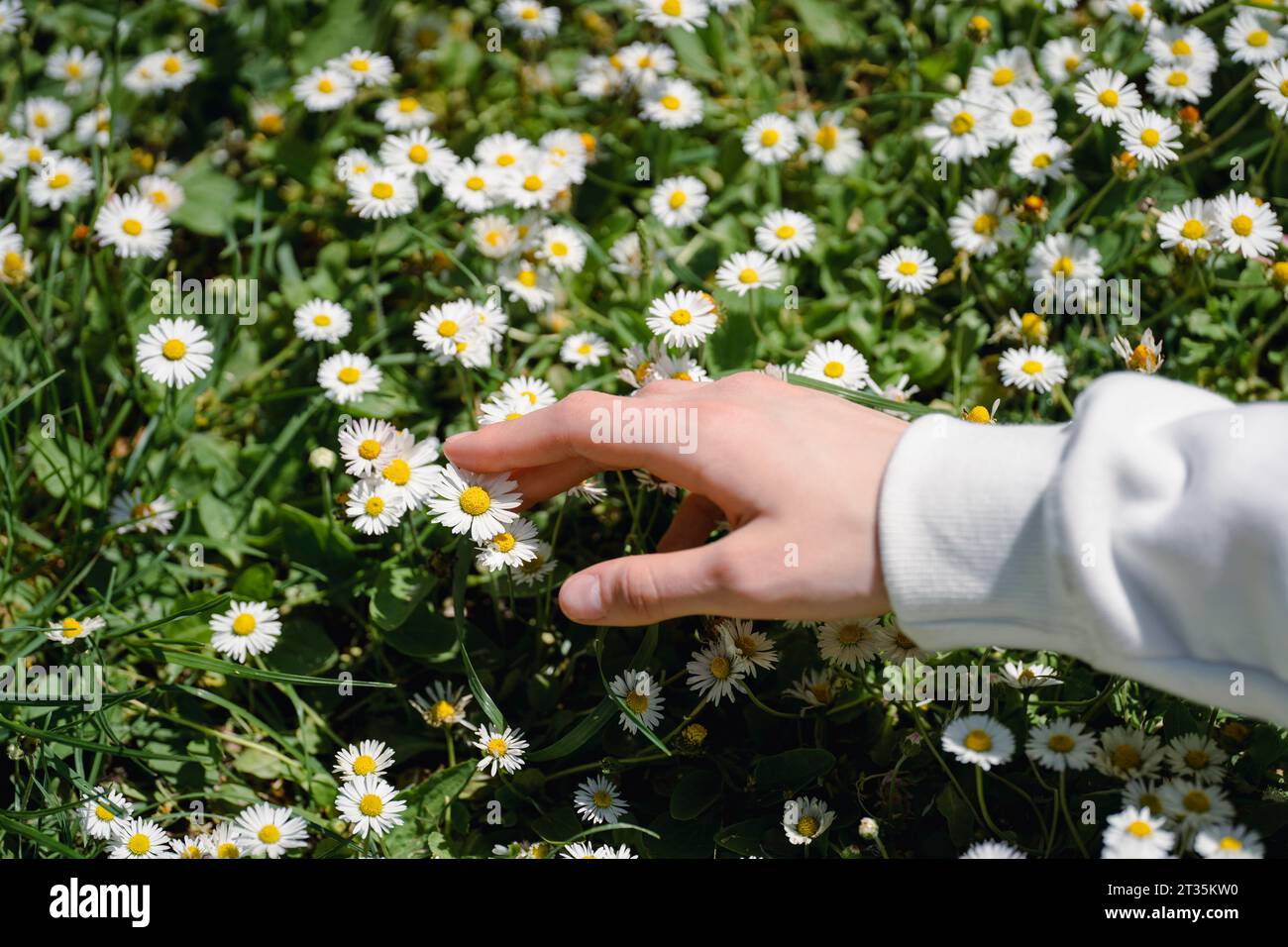 Gros plan de fille touchant le parterre de fleurs de Marguerite sur le champ Banque D'Images