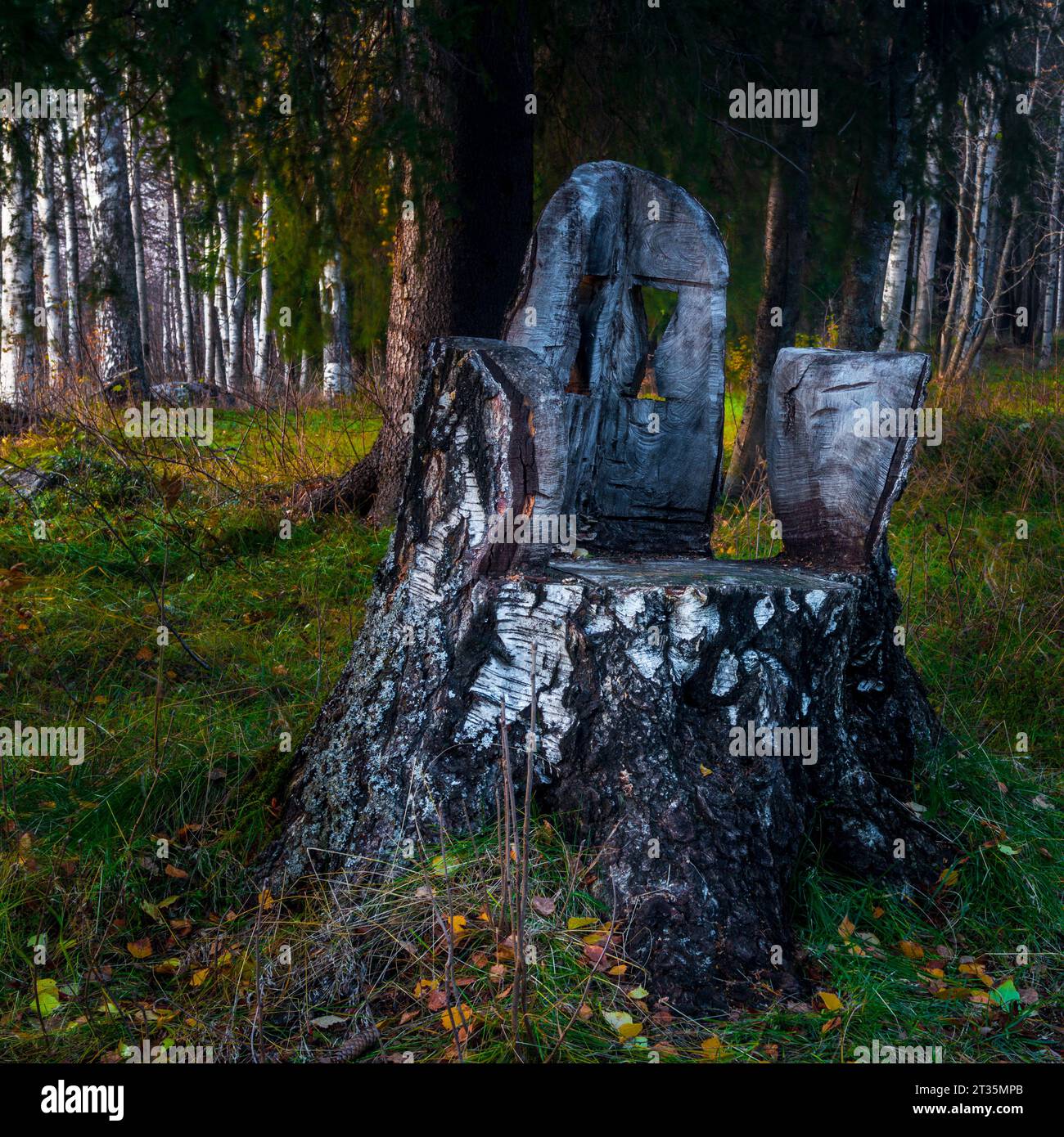 Trône en bois dans la forêt Banque D'Images