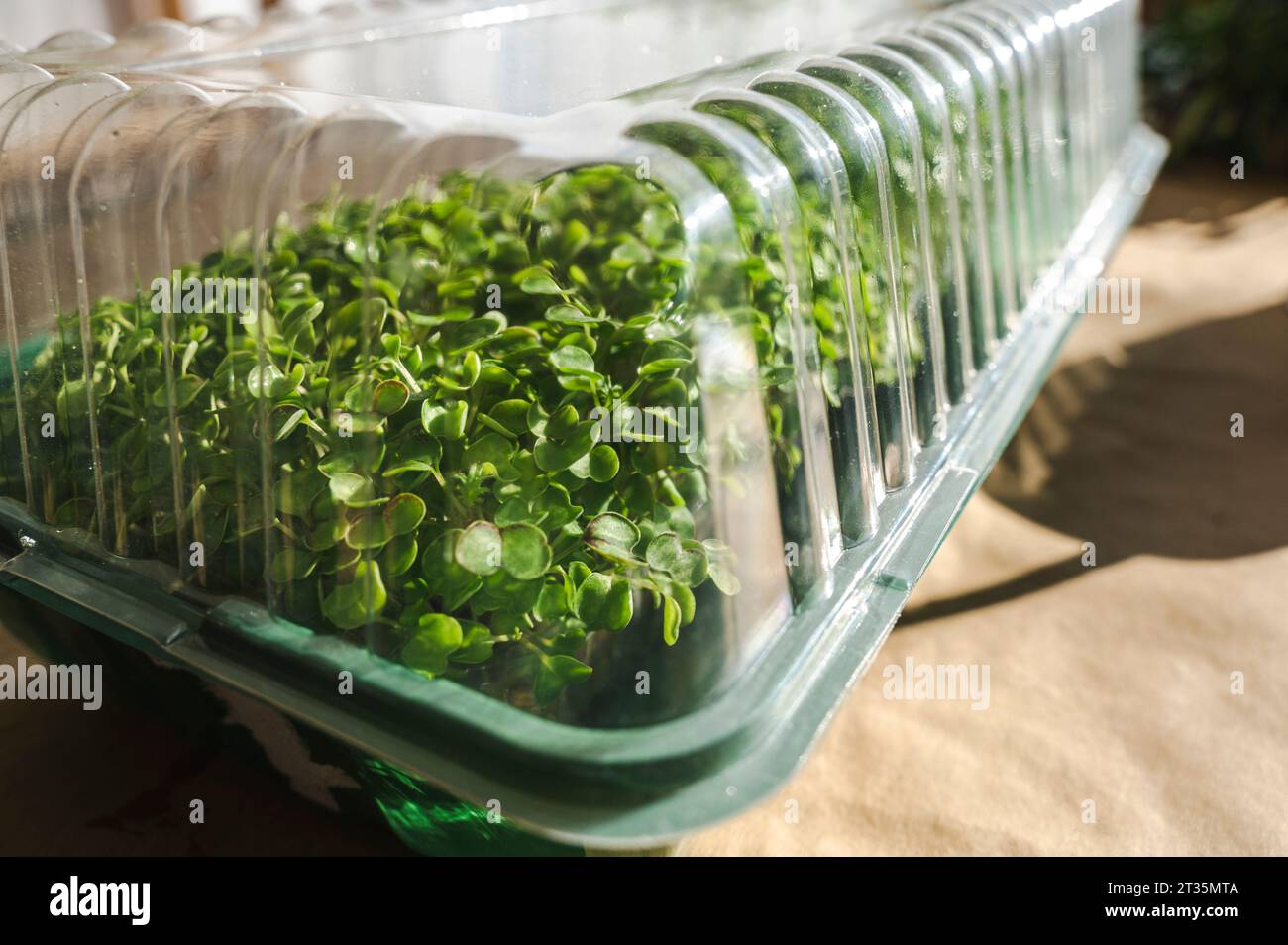 Récipient en matière plastique emballé avec des microverts Banque D'Images