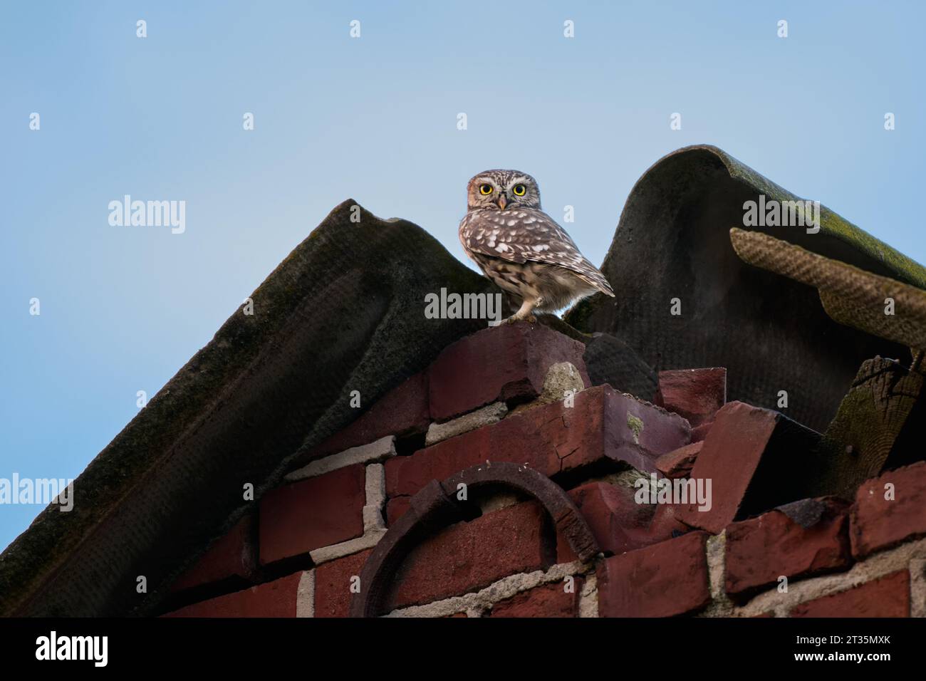 Petit hibou (Athene noctua) également connu comme le hibou d'Athéna ou hibou de Minerve sur un toit, Heinsberg, Rhénanie du Nord-Westphalie, Allemagne Banque D'Images