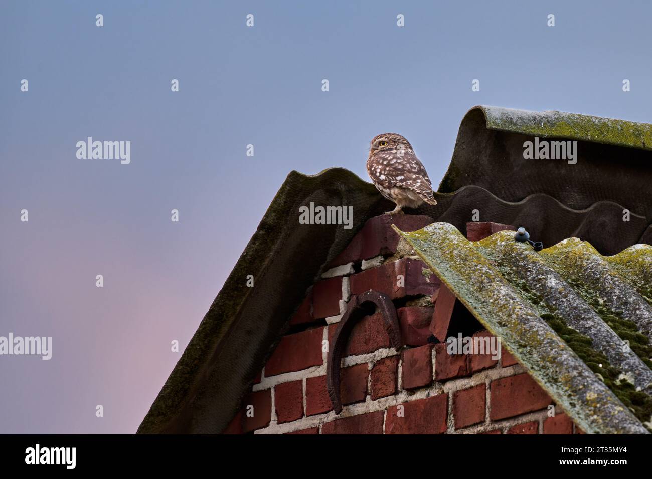 Petit hibou (Athene noctua) également connu comme le hibou d'Athéna ou hibou de Minerve sur un toit, Heinsberg, Rhénanie du Nord-Westphalie, Allemagne Banque D'Images