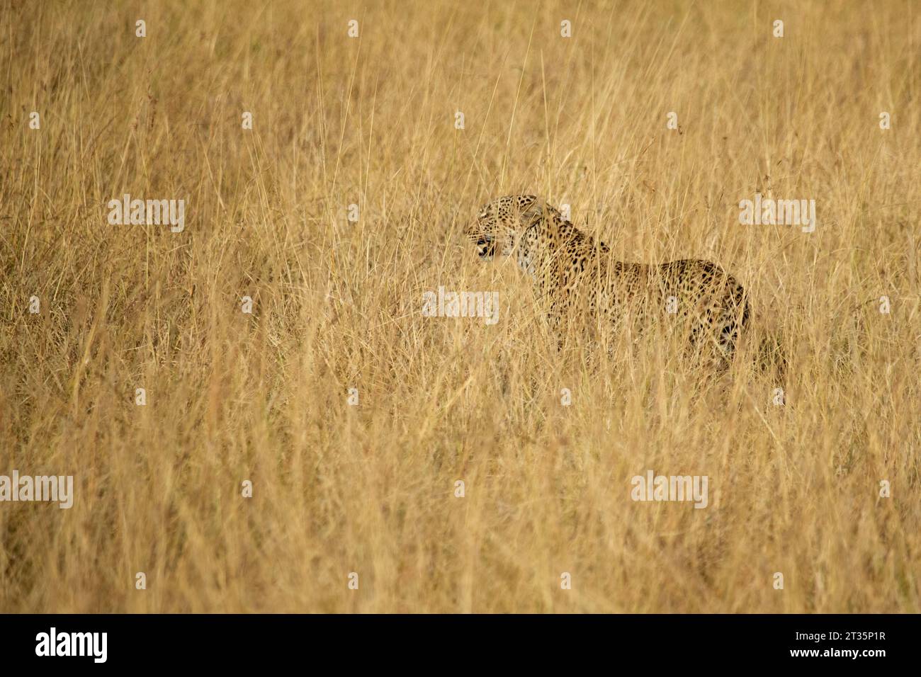 léopard dans une zone de savane avec de très hautes herbes à la première lumière dans le Masai Mara Banque D'Images
