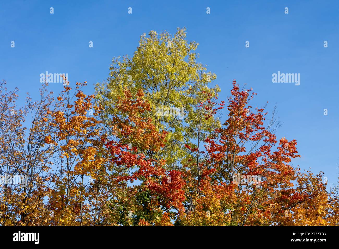 Les feuilles d'automne contre le ciel bleu Banque D'Images