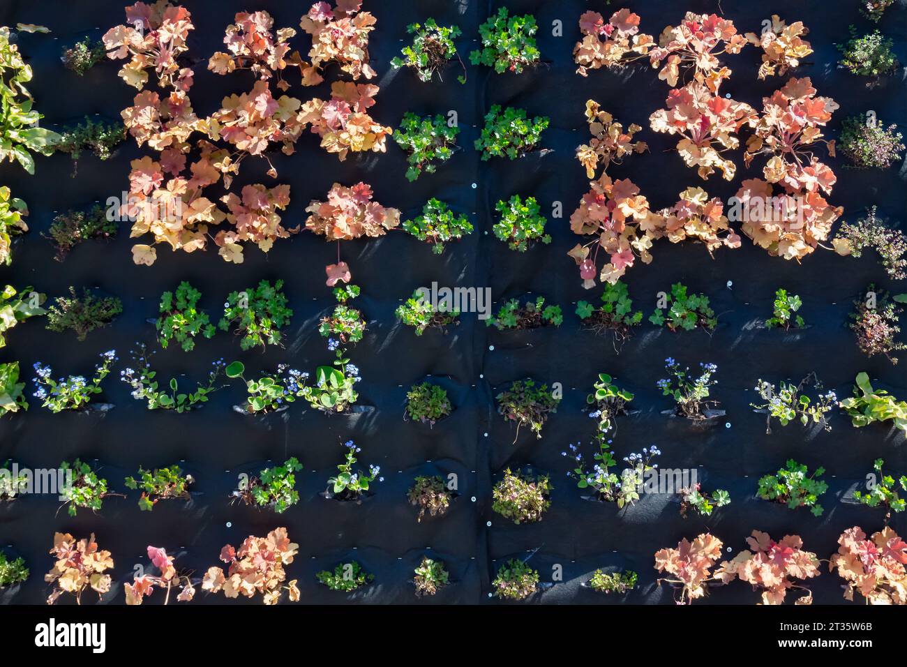 Mur avec sacs suspendus noirs remplis de plantes Banque D'Images