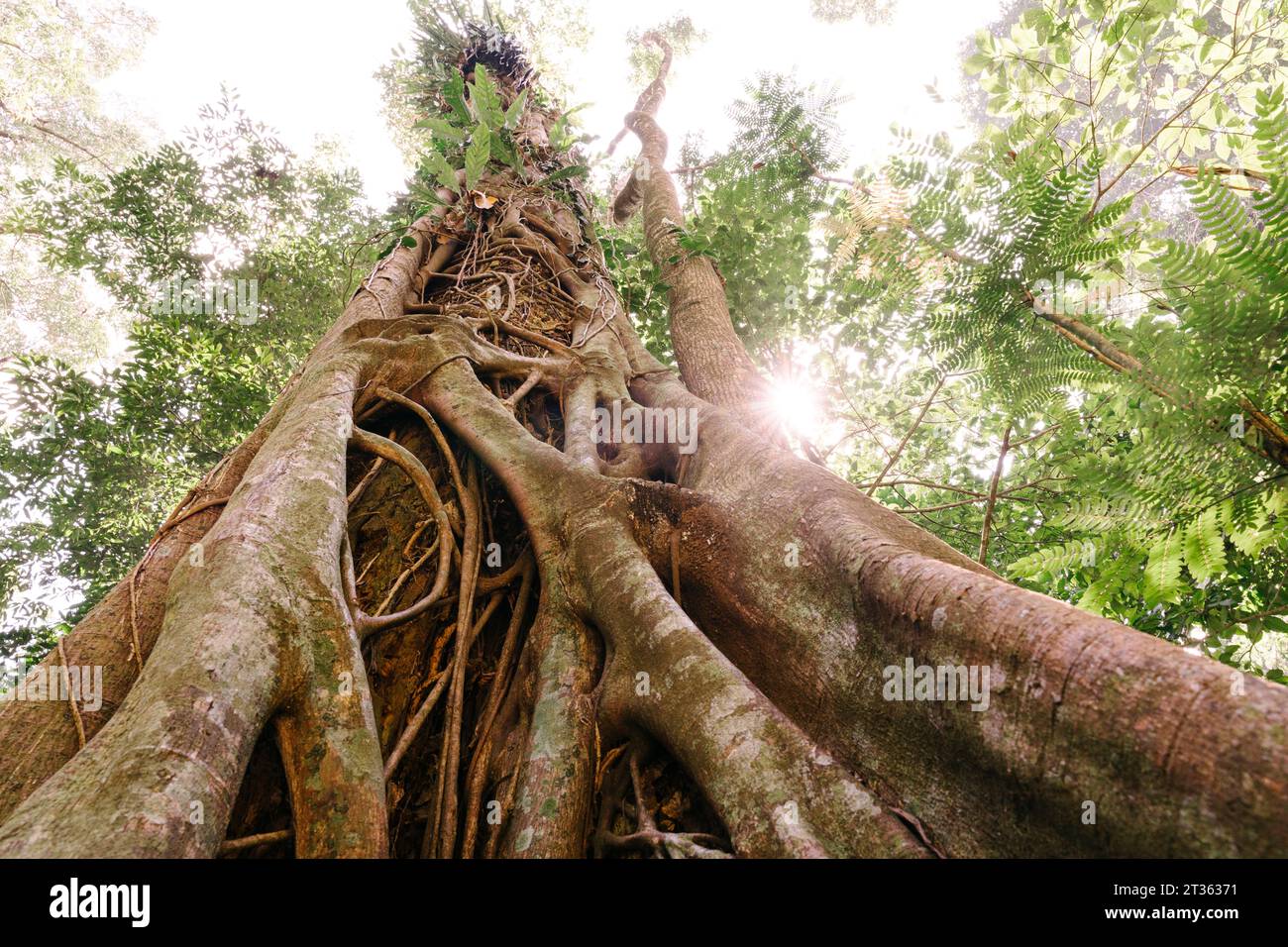Arbre énorme avec des racines dans la forêt Banque D'Images