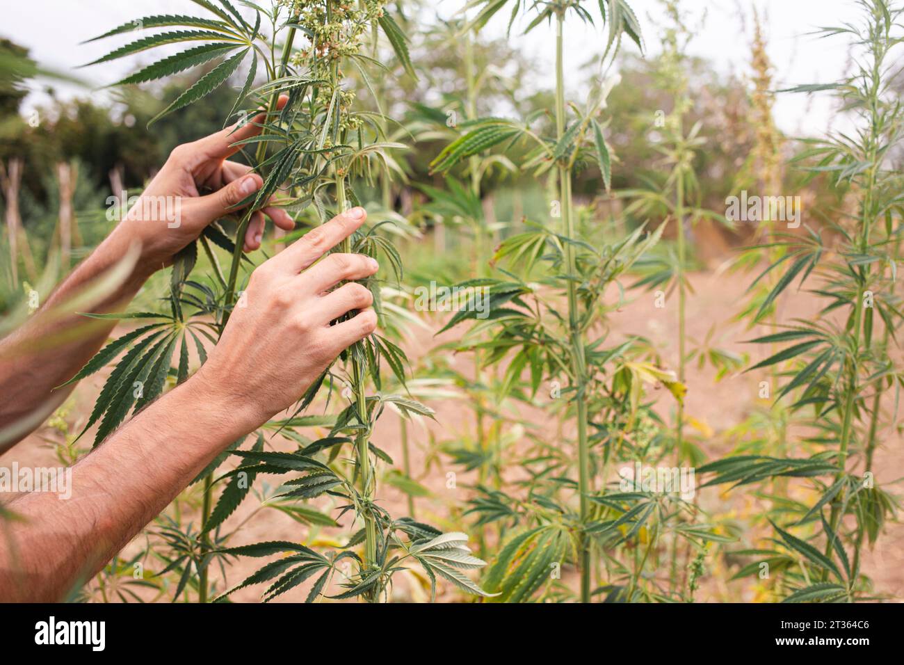 Mains de fermier touchant les tiges de cannabis dans le champ Banque D'Images