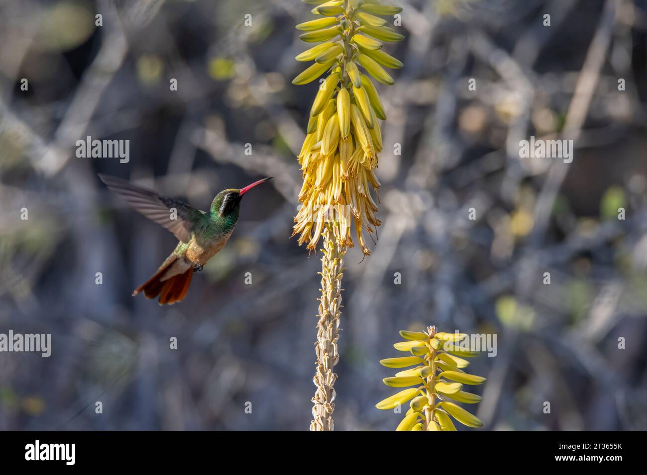 Mexique, Basse-Californie, colibri de Xantus (Basilinna xantusii) volant vers la plante Banque D'Images