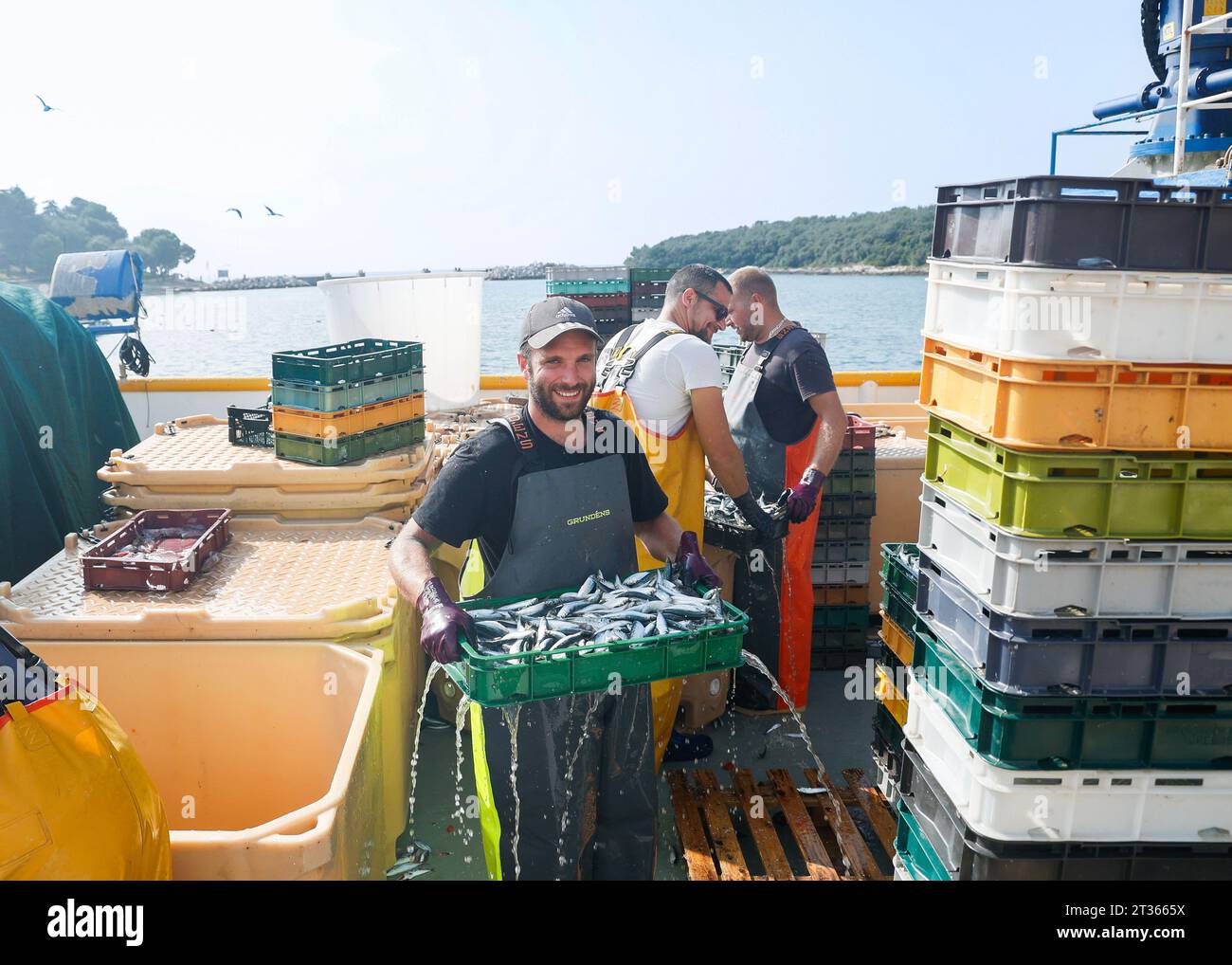 Les pêcheurs déchargent leurs prises du bateau dans le port de Vrsar, Istrie, Croatie. Banque D'Images