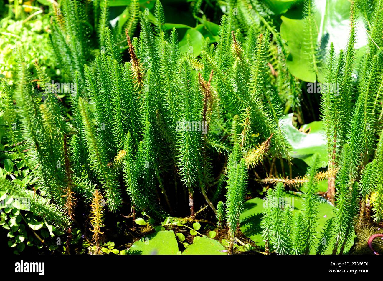 La queue de Mare (Hippuris vulgaris) est une plante aquatique originaire d'Eurasie et d'Amérique du Nord. Banque D'Images