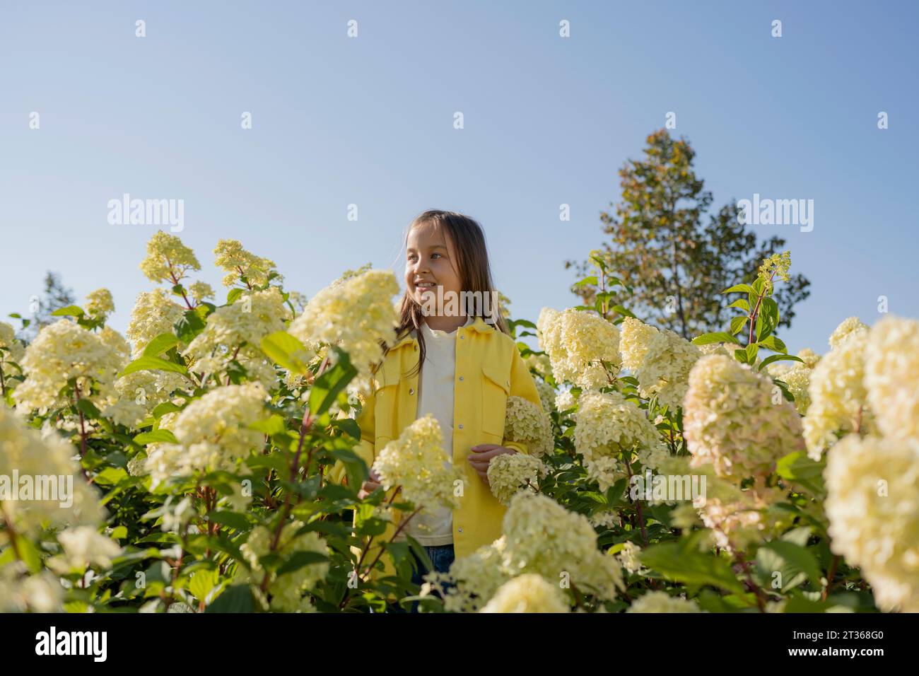 Fille souriante debout au milieu des fleurs d'hortensia le jour ensoleillé Banque D'Images