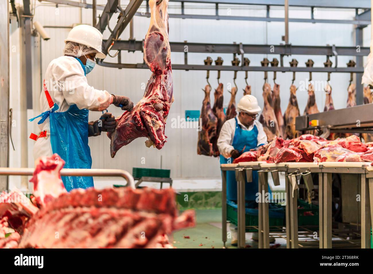 Bouchers coupant de la viande de vache en entrepôt frigorifique Banque D'Images