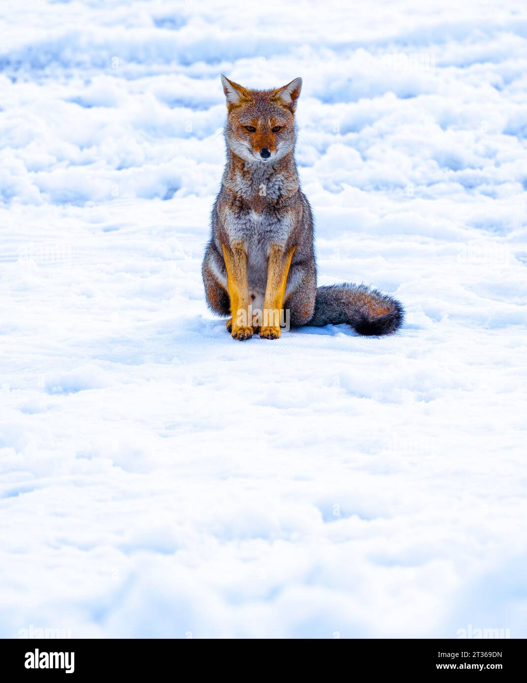 Le renard roux dans la neige Banque D'Images