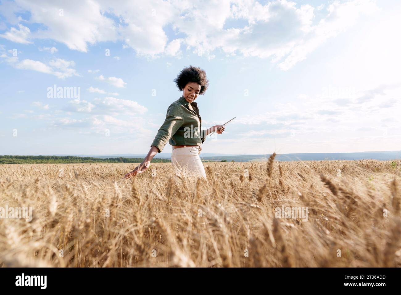 Jeune agronome afro avec tablette PC examinant l'orge dans le champ Banque D'Images
