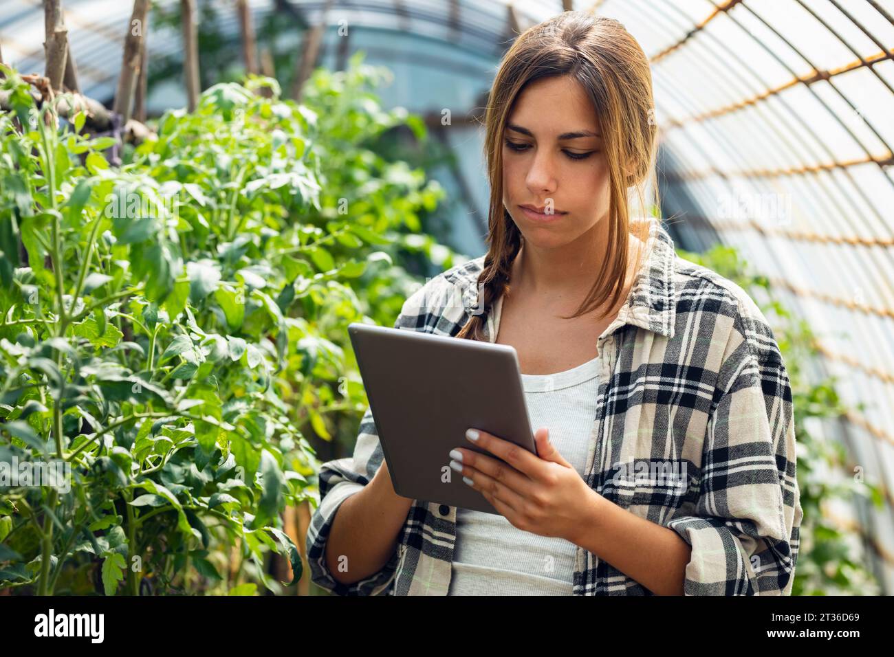 Jeune agriculteur utilisant tablette PC par plante en serre Banque D'Images