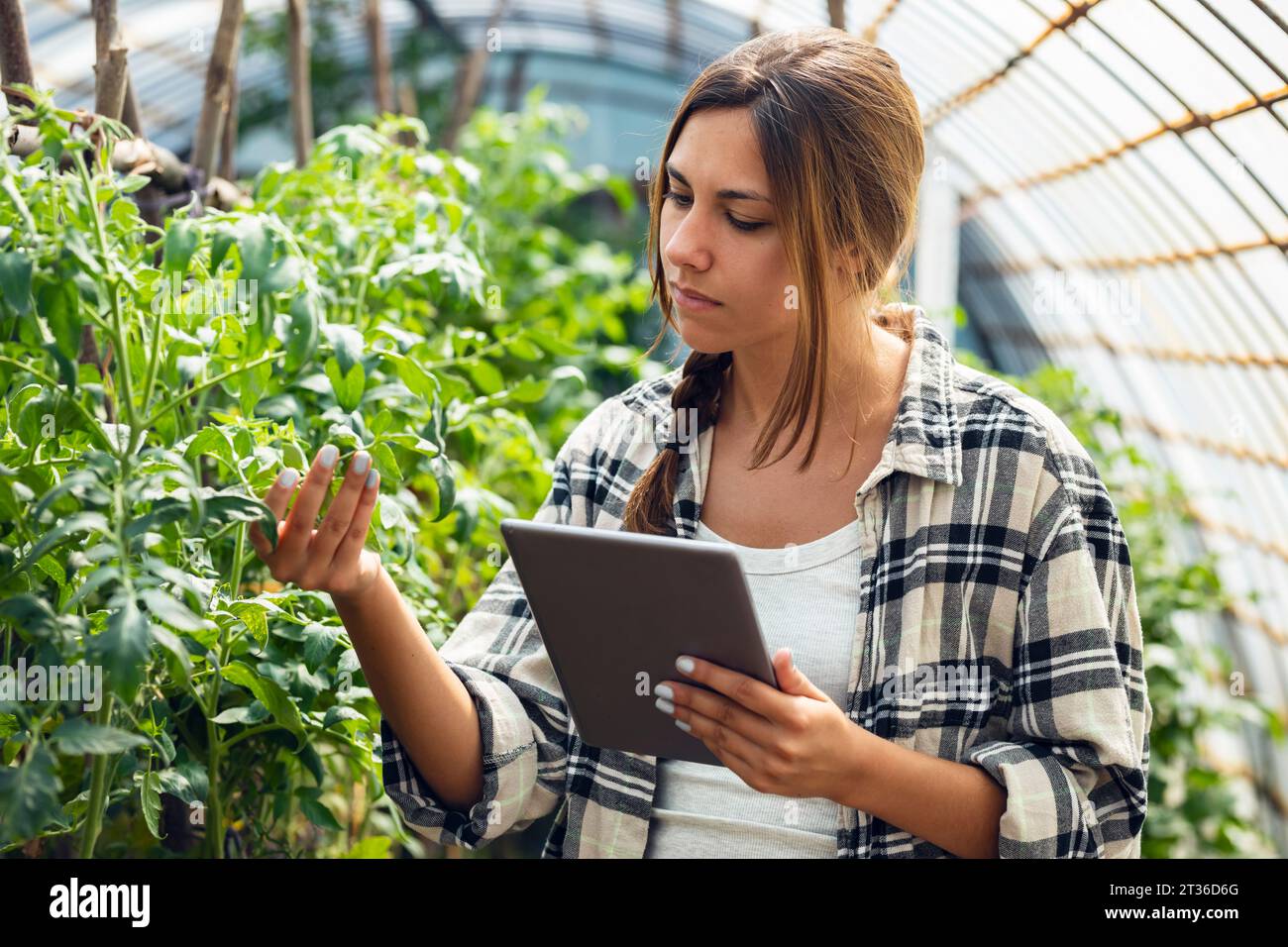 Jeune agriculteur avec tablette PC examinant la plante en serre Banque D'Images