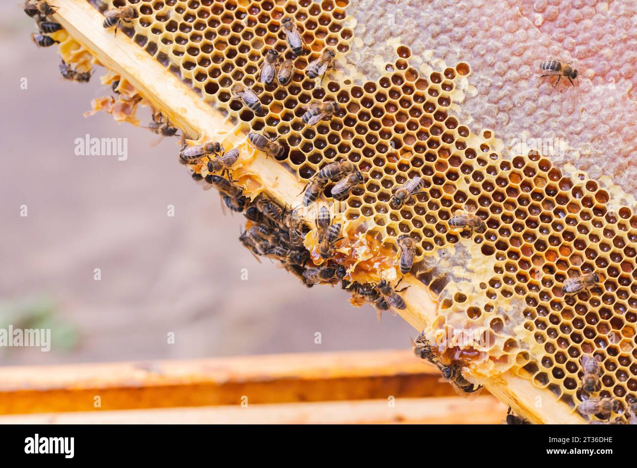 Abeilles à miel avec cire d'abeille sur nid d'abeille Banque D'Images