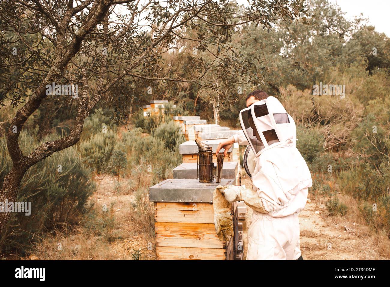 Apiculteurs travaillant près de ruches en bois dans un rucher Banque D'Images