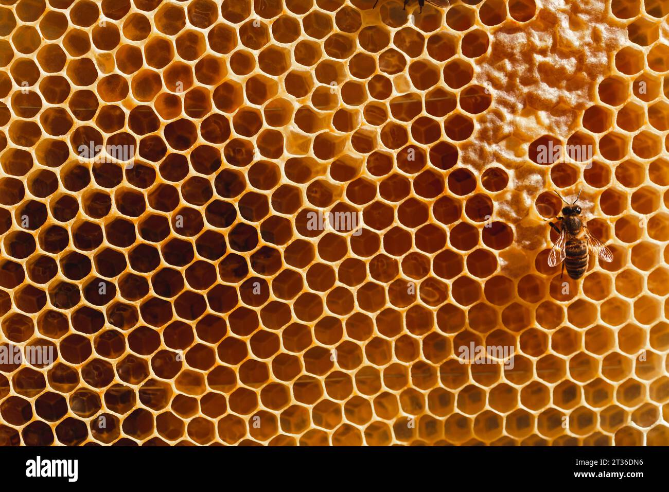 Nid d'abeille à motif hexagonal avec abeille de miel Banque D'Images