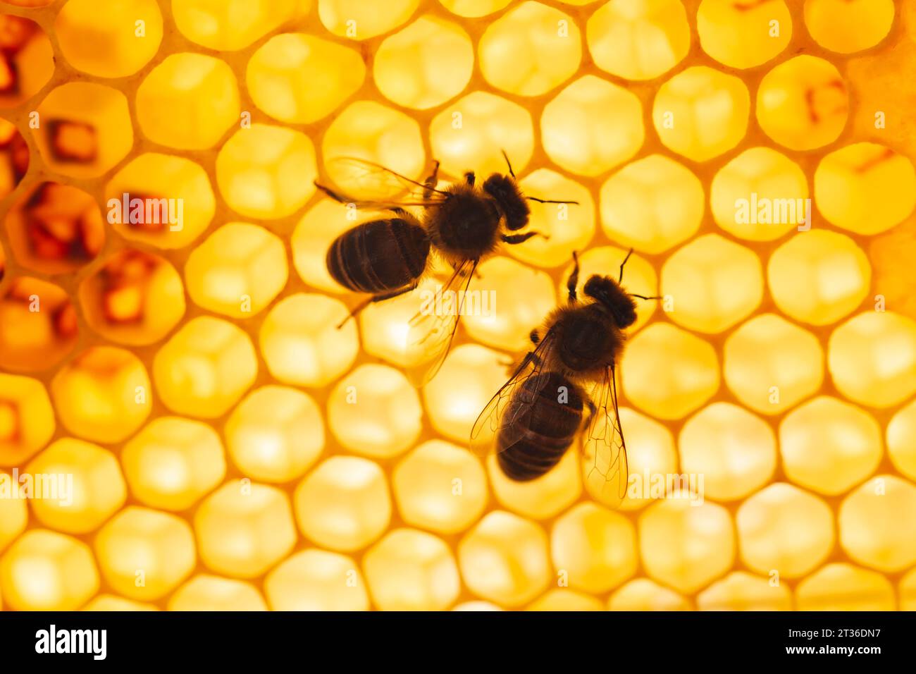 Abeilles mellifères assises sur un nid d'abeilles à motif hexagonal Banque D'Images