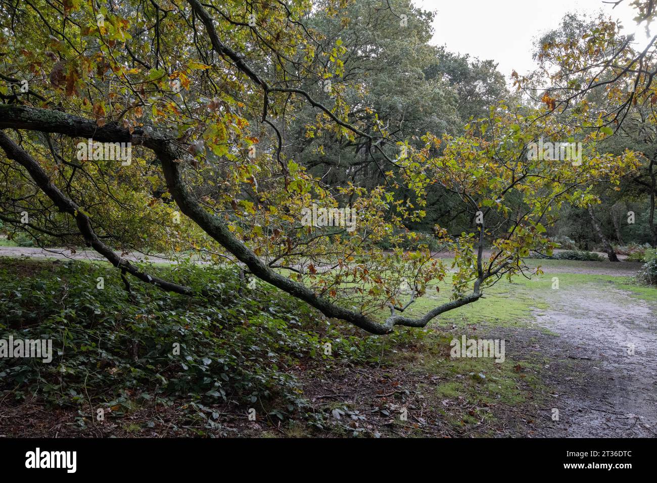 Couleurs d'automne à Wimbledon Common, sud-ouest de Londres, Angleterre, Royaume-Uni Banque D'Images