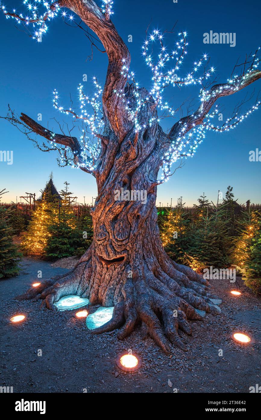 Vue au crépuscule de Lilidorei au jardin Alnwick à Alnwick, Northumberland, Angleterre, Royaume-Uni Banque D'Images