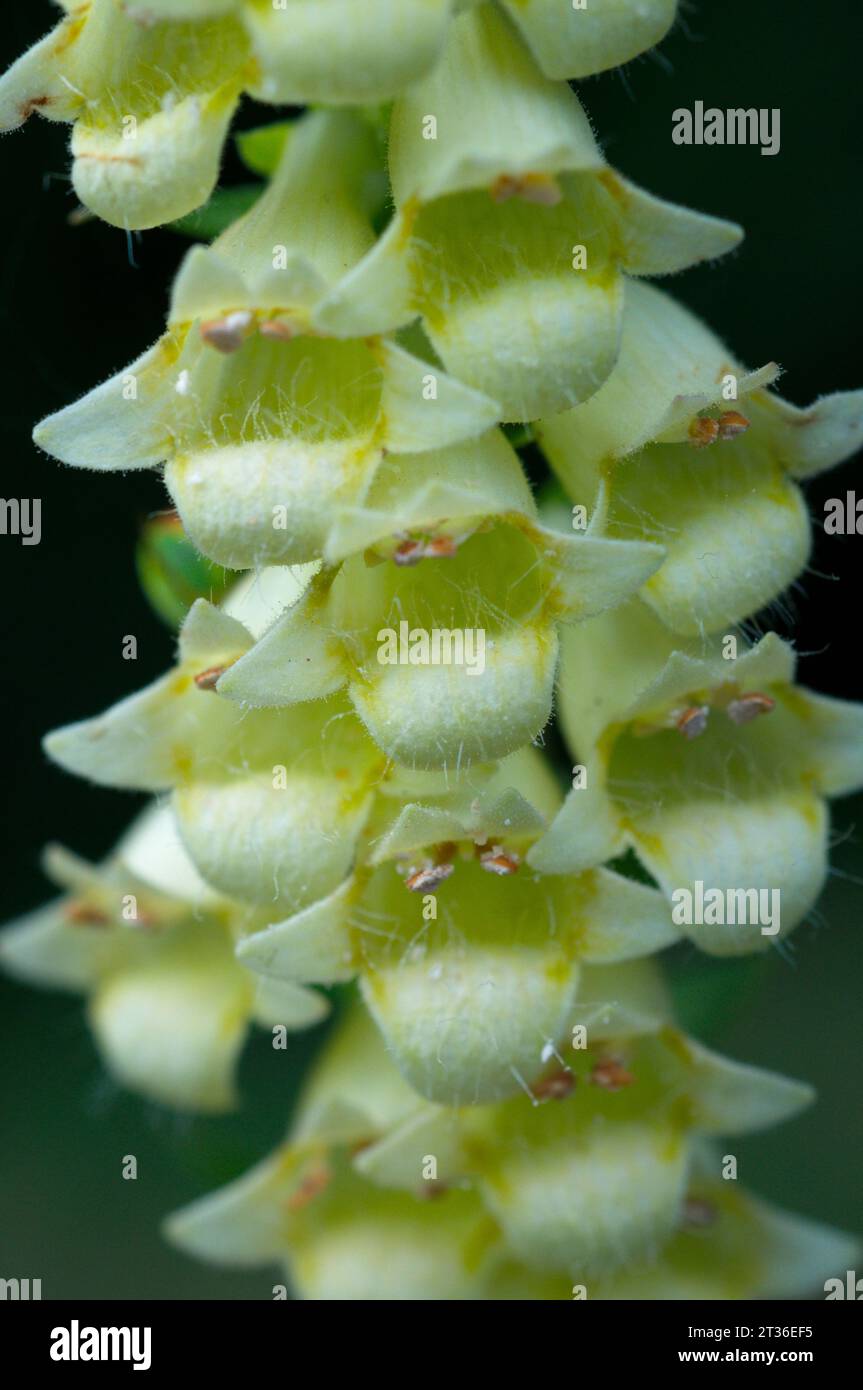 Fleurs de foxgloves en paille. Flores de Digital amarilla Banque D'Images