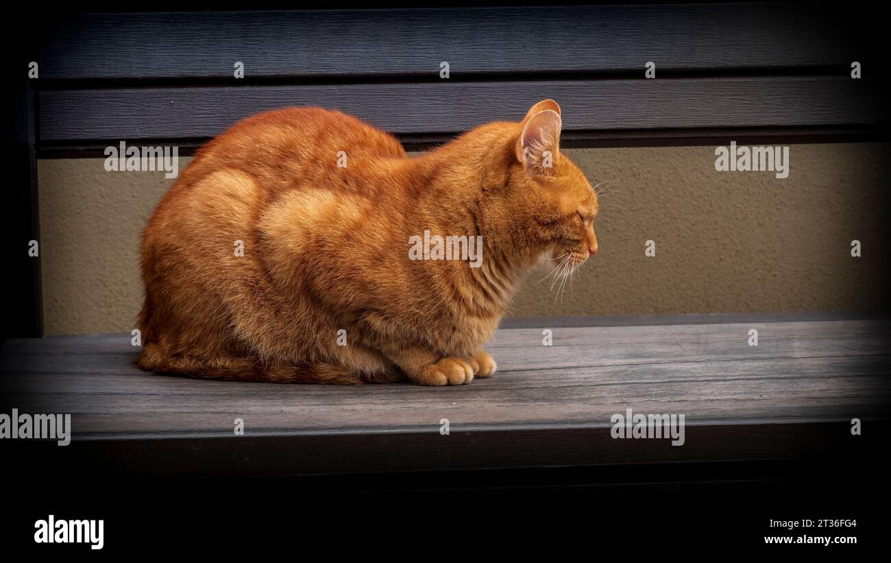 Beau chat de couleur orange assis sur le banc en Russie pendant l'été. Banque D'Images