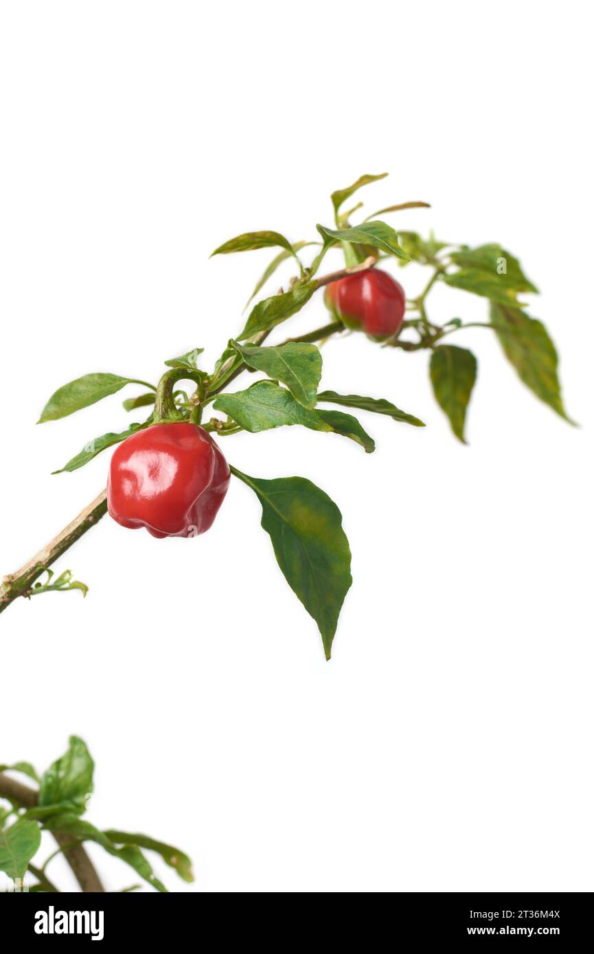 plante de piment avec des piments rouges mûrs, légume commun utilisé pour les fruits au goût épicé, pris dans un foyer sélectif et isolé sur fond blanc Banque D'Images