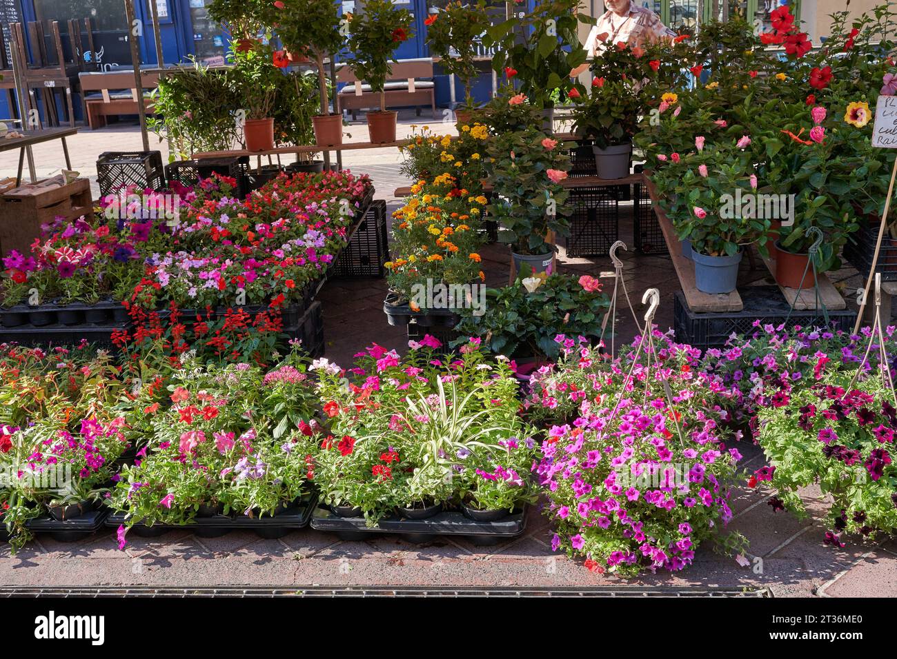 Nice, France - 12 août 2023 - des fleurs sont en vente dans le marché de la rue cours Saleya Banque D'Images