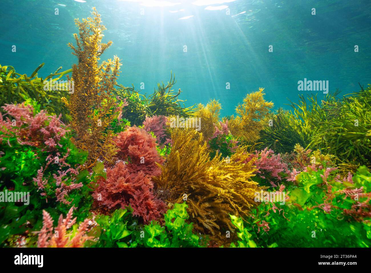 Diverses algues avec la lumière du soleil sous l'océan Atlantique, scène naturelle, Espagne, Galice, Rias Baixas Banque D'Images