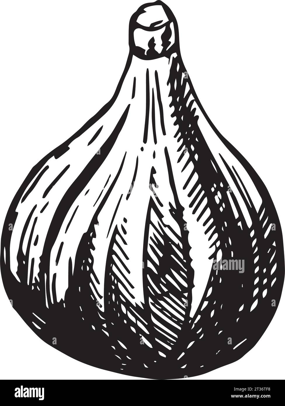 Fig illustration vectorielle dessinée à la main. Esquisse détaillée de style de gravure. Fruit d'été, isolé sur le fond blanc. Fruit de style gravé. Cuisson des légumes Illustration de Vecteur