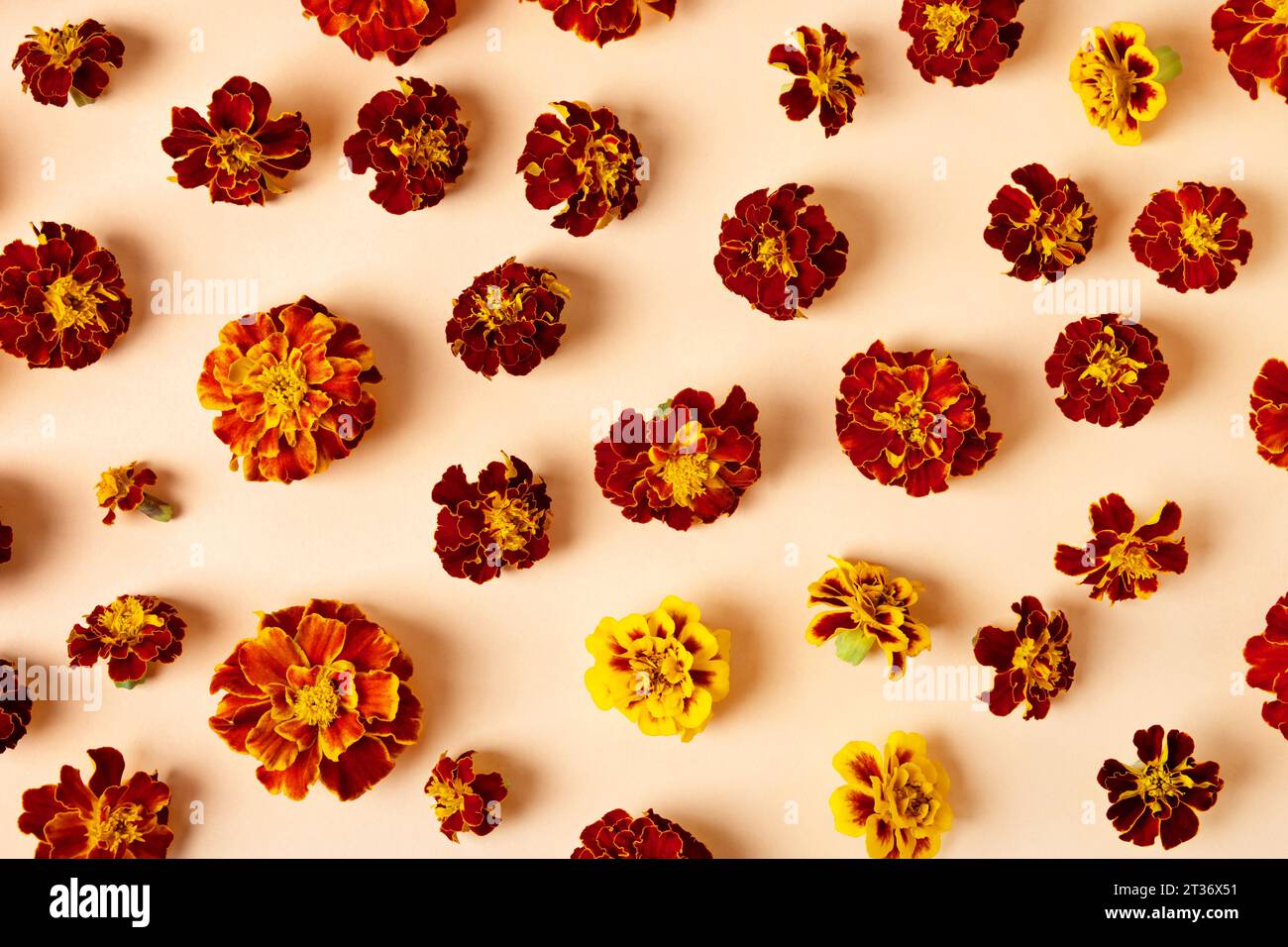 Joyeux concept d'automne. Fleurs Marigold sur un fond orange. Composition d'automne, carte postale, mise à plat, vue de dessus Banque D'Images