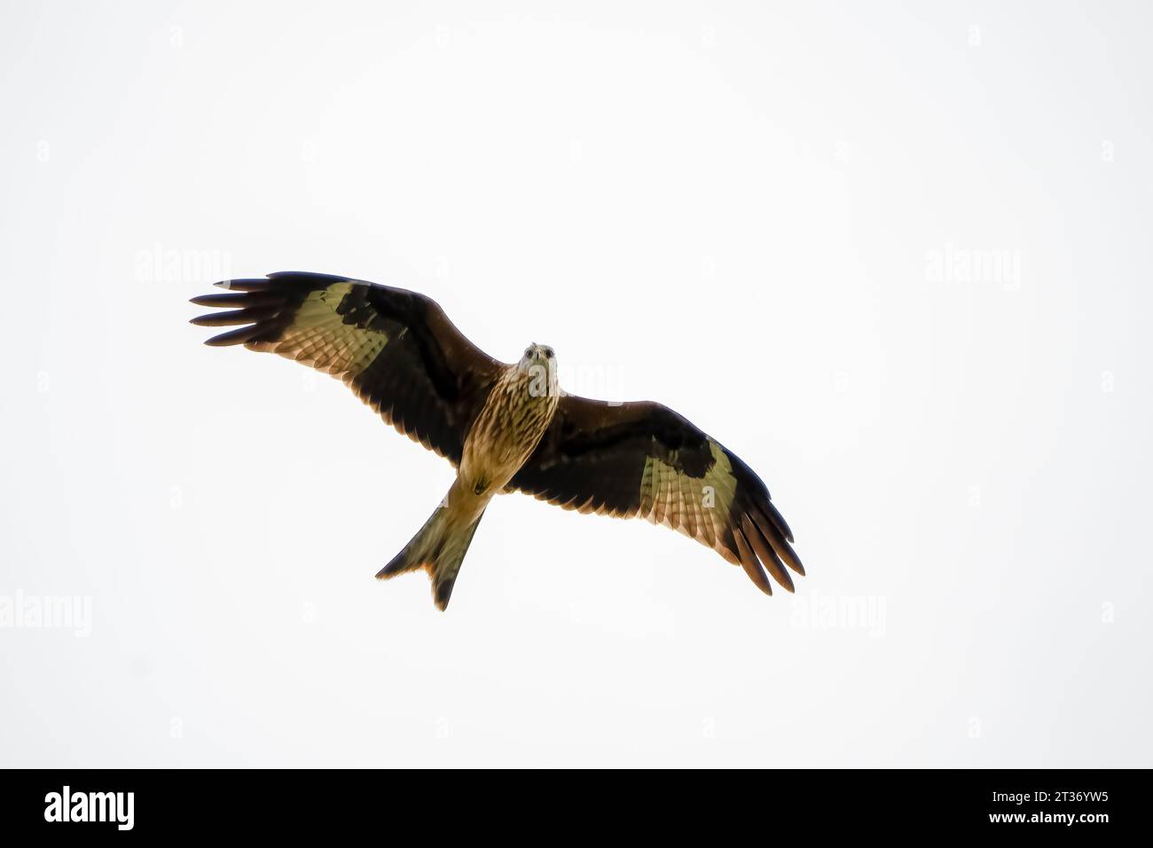 Cerf-volant rouge (Milvus milvus) s'envole avec des ailes entièrement déployées Banque D'Images