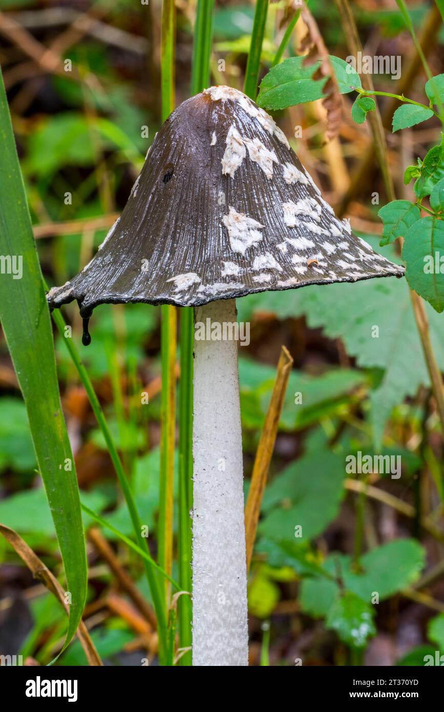 Champignon Magpie / champignon magpie / champignon magpie (Coprinopsis picacea / Coprinus picaceus) champignon dans la forêt d'automne Banque D'Images