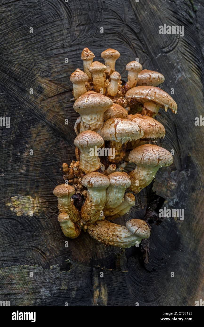 Bois pourri / pholiota destructeur / pholiota peuplier pholiota (Pholiota populnea / Hemipholiota populnea) poussant sur arbre abattu dans la forêt d'automne Banque D'Images