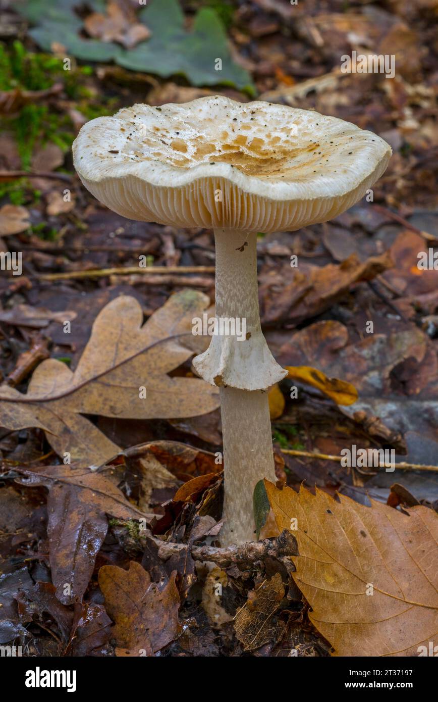 Fausse calotte de mort / fausse calotte de mort / citron amanita (Amanita citrina / Amanita mappa) poussant dans la forêt en automne / automne Banque D'Images