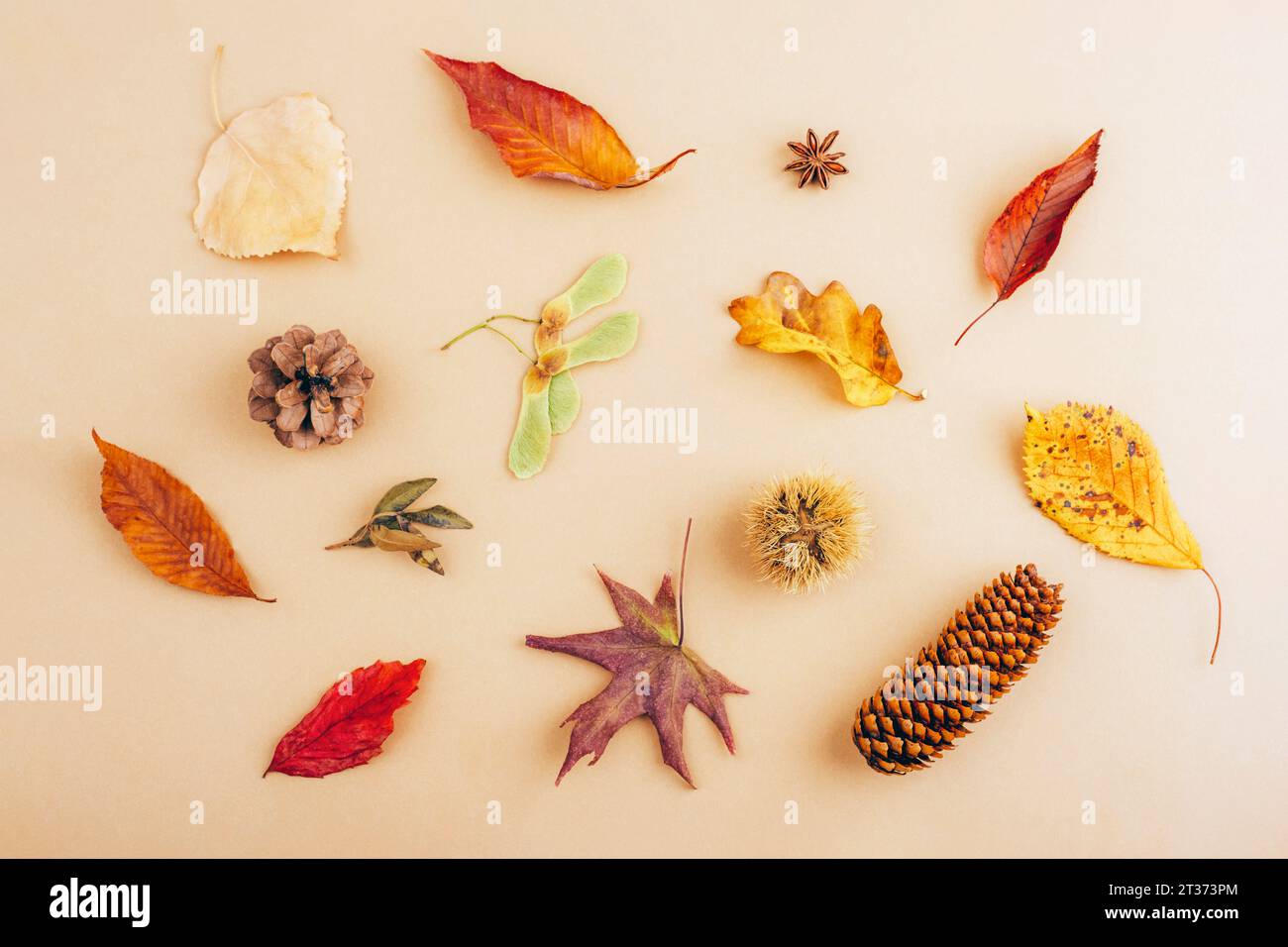Disposition automnale faite de feuilles colorées, cônes, châtaignier et anis étoilé sur fond beige. Automne, automne, Thanksgiving Day concept. Vue de dessus, plat la Banque D'Images