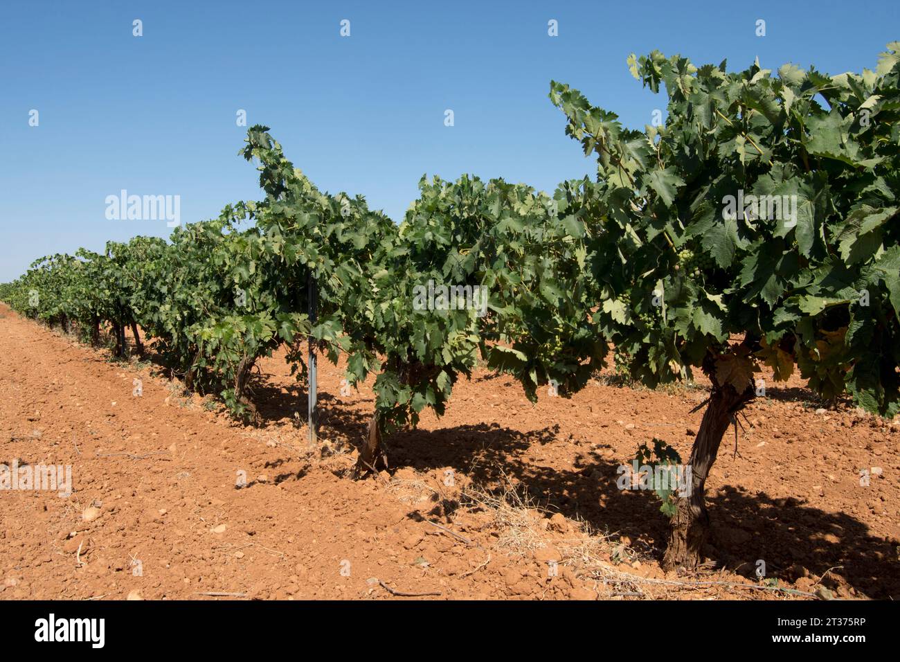 Viñedo Mediterráneo Banque D'Images