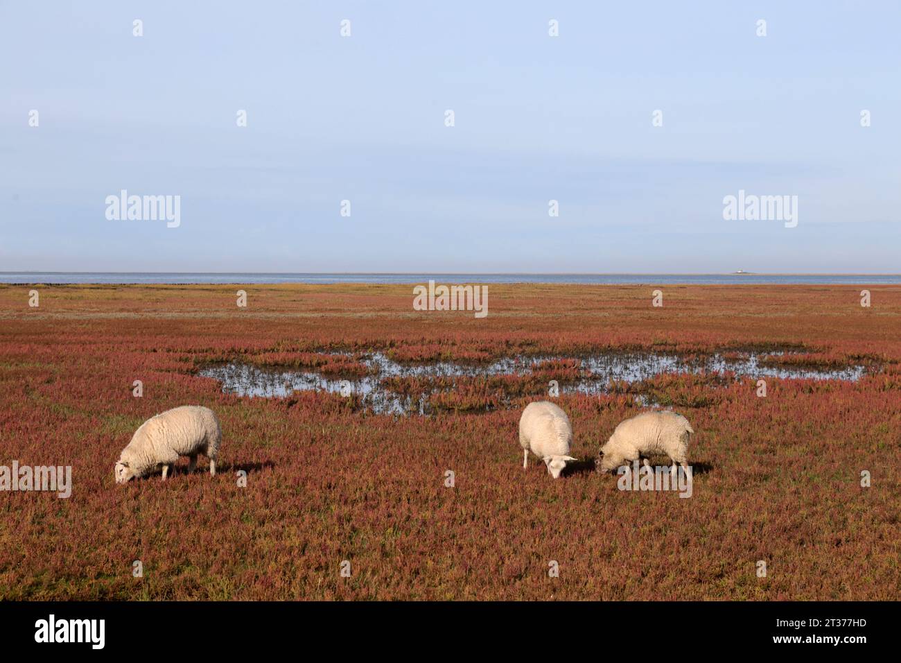 moutons sur la digue à l'automne sur la côte nord de la mer Banque D'Images moutons sur la digue à l'automne sur la côte nord de la mer Banque D'Images