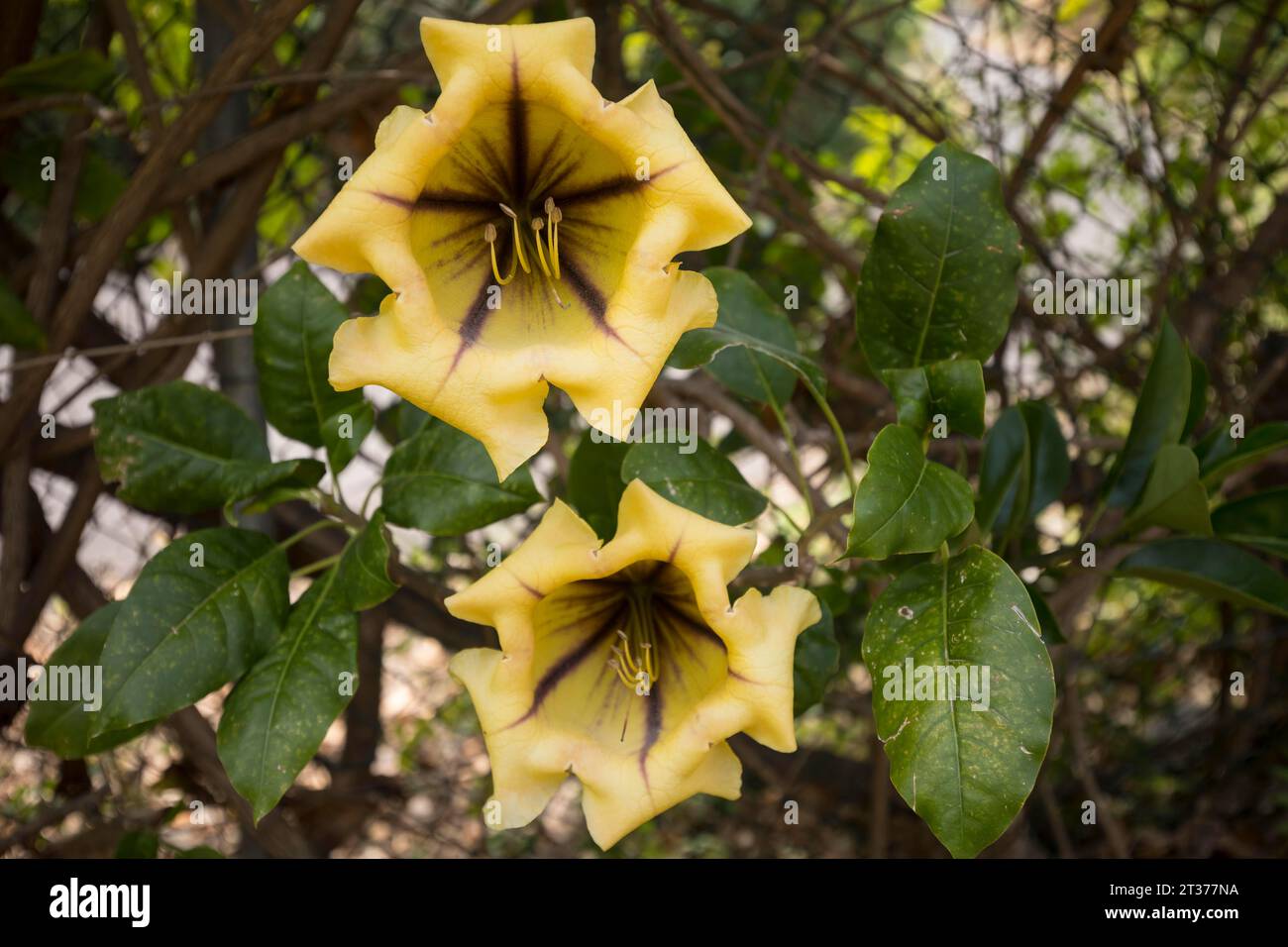 Coupe de vigne d'or (Solandra maxima) dans le jardin, Las Tricias, l'île de la Palma, Espagne Banque D'Images