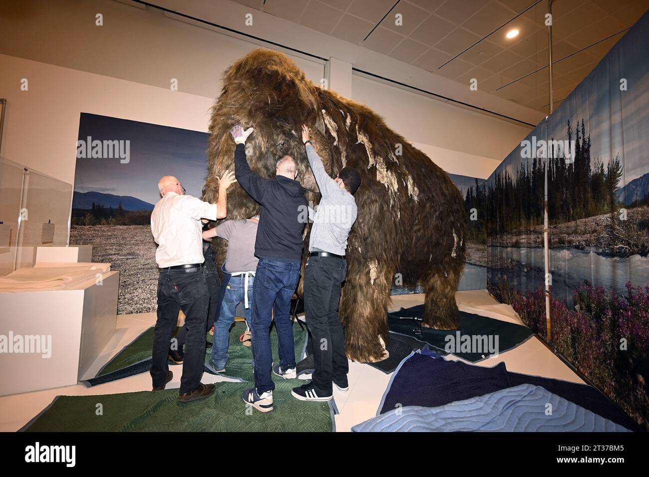 New York, États-Unis. 23 octobre 2023. Les membres de l'équipe préparatoire de l'exposition aident à assembler une réplique grandeur nature d'un Mammoth Woolly de l'âge glaciaire à l'American Museum of Natural History, New York, NY, le 23 octobre 2023. Le musée devrait ouvrir l'exposition Secret Wold of Elephants à la mi-novembre. (Photo Anthony Behar/Sipa USA) crédit : SIPA USA/Alamy Live News Banque D'Images