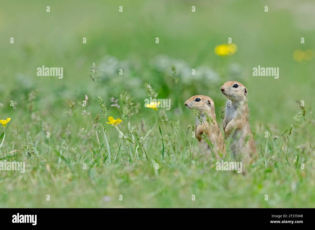 Une paire de bébés écureuils terrestres regardant autour parmi les fleurs jaunes. Mignon animal drôle écureuil de terre. Fond de nature verte. Banque D'Images