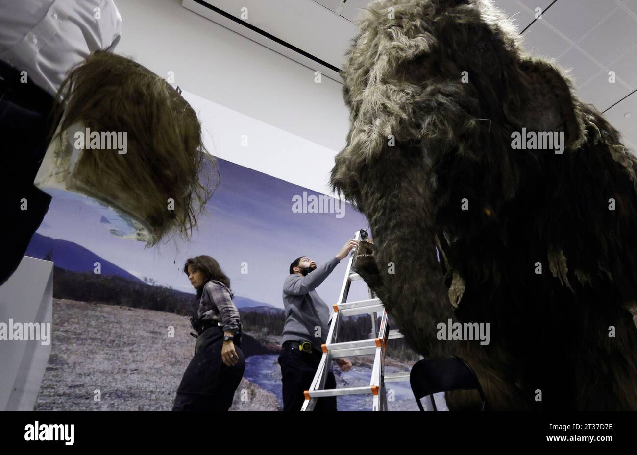 New York, États-Unis. 03 janvier 2023. Les ouvriers assemblent la tête, les défenses et les autres derniers ajustements alors qu'ils terminent l'installation d'un modèle grandeur nature d'un mammouth laineux, l'un des géants de l'âge glaciaire, au Musée américain d'histoire naturelle de New York le lundi 23 octobre 2023. Le Woolly Mammoth grandeur nature arrive à New York dans le cadre de la nouvelle exposition, le monde secret des éléphants, qui ouvrira en novembre 13. Photo de John Angelillo/UPI crédit : UPI/Alamy Live News Banque D'Images