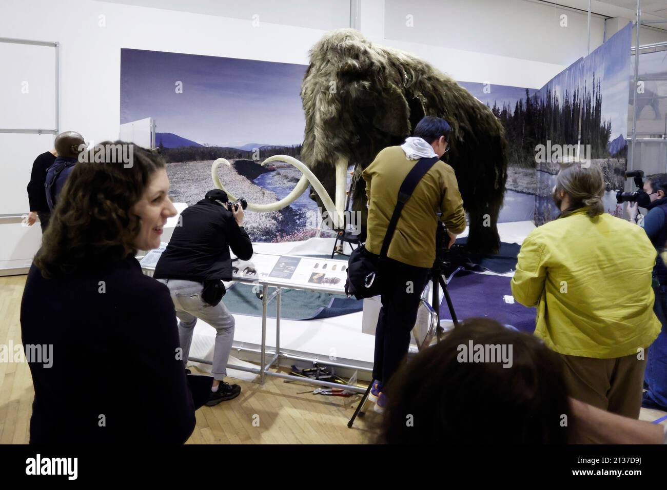 New York, États-Unis. 03 janvier 2023. Les ouvriers assemblent la tête, les défenses et les autres derniers ajustements alors qu'ils terminent l'installation d'un modèle grandeur nature d'un mammouth laineux, l'un des géants de l'âge glaciaire, au Musée américain d'histoire naturelle de New York le lundi 23 octobre 2023. Le Woolly Mammoth grandeur nature arrive à New York dans le cadre de la nouvelle exposition, le monde secret des éléphants, qui ouvrira en novembre 13. Photo de John Angelillo/UPI crédit : UPI/Alamy Live News Banque D'Images