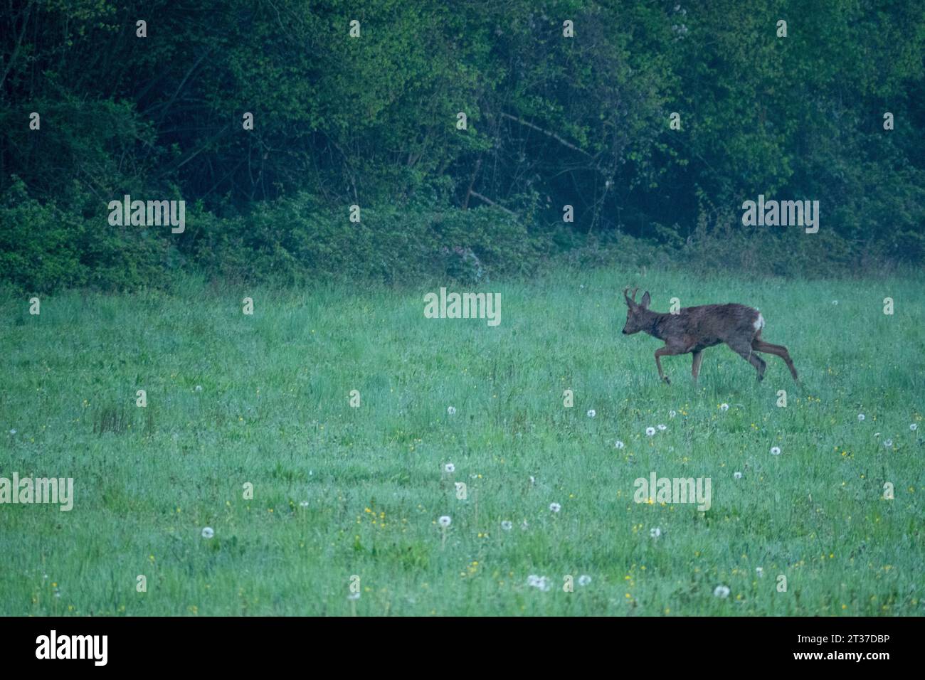 Le chevreuil (Capreolus capreolus), également connu sous le nom de chevreuil, chevreuil de l'Ouest, ou chevreuil d'Europe, est une espèce de cerf. Banque D'Images