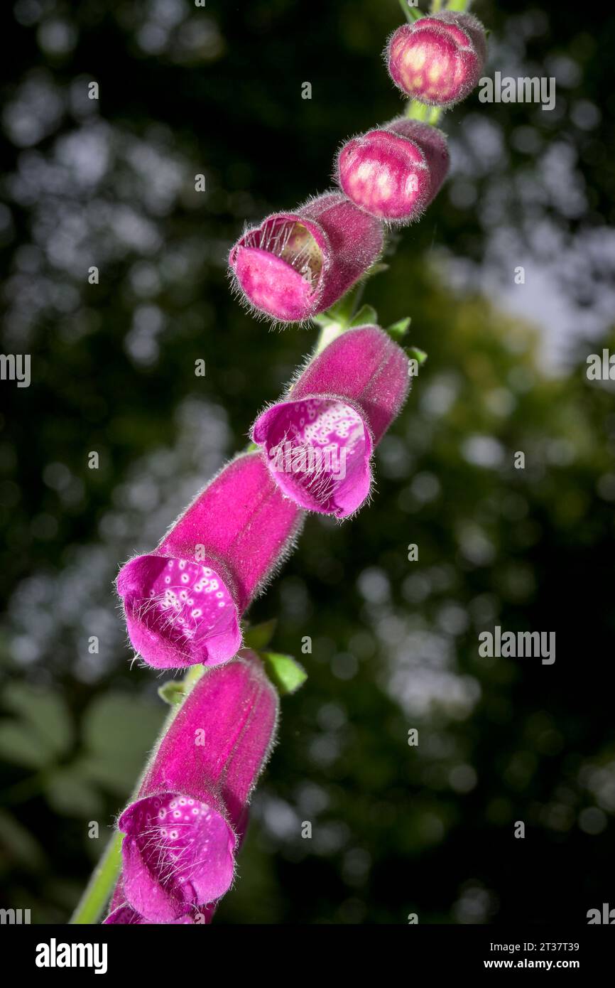 Digitalis purpurea fleur Dedadela ou Digitalis vue de dessous avec détail des poils pollinisateurs Banque D'Images