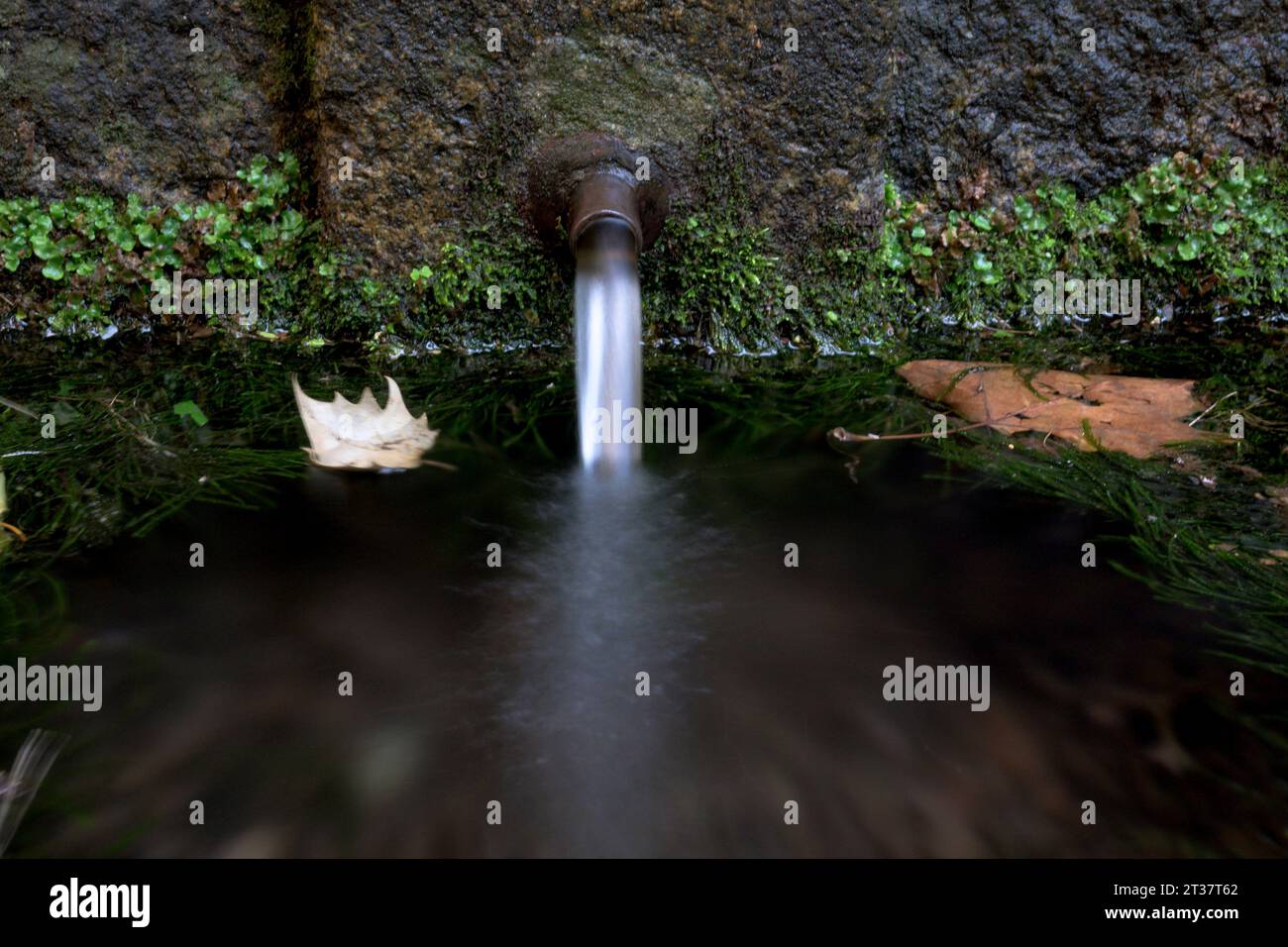 Fontaine d'eau douce avec des feuilles d'automne mousse et algues pour boire et refroidir horizontalement Banque D'Images