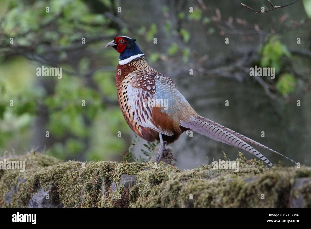 Faisan mâle (Phasianus colchicus) à Lothersdale, North Yorkshire, Angleterre, Royaume-Uni Banque D'Images